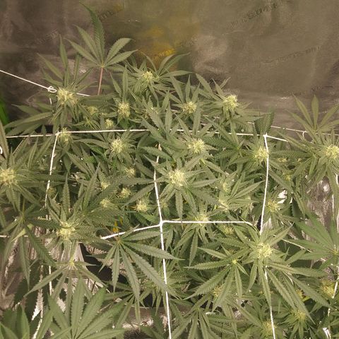 Green Cush growlog timeline photo