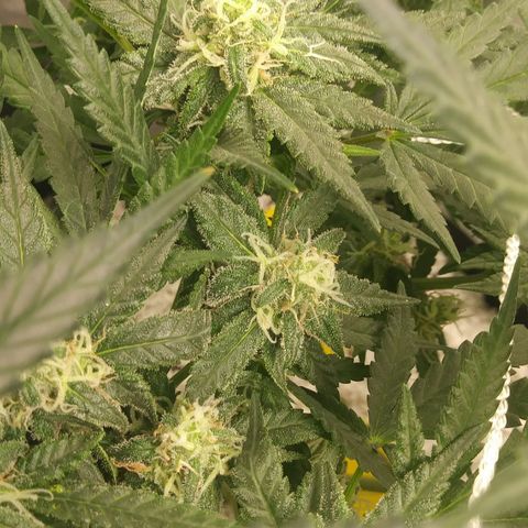 Green Cush growlog timeline photo