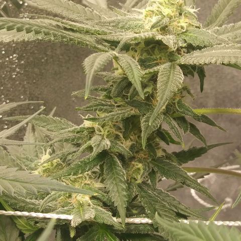 Green Cush growlog timeline photo