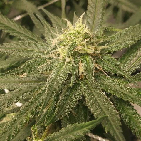 Green Cush growlog timeline photo
