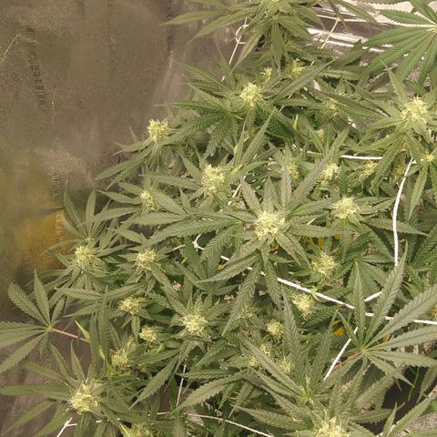 Green Cush growlog timeline photo