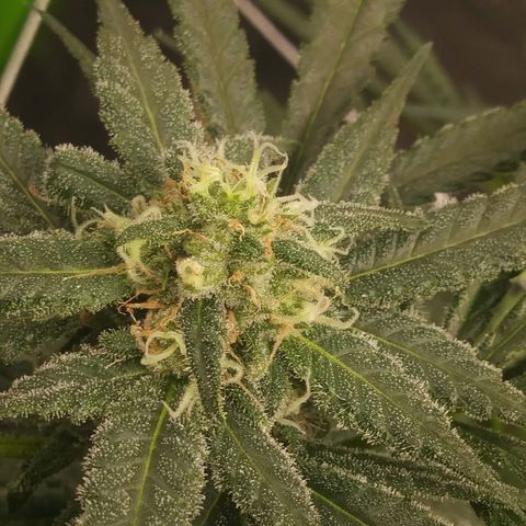 Green Cush growlog timeline photo