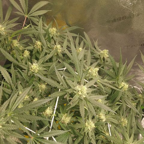 Green Cush growlog timeline photo