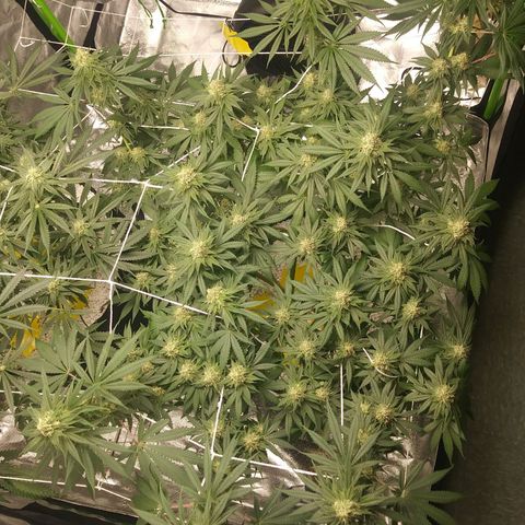 Pineapple Express growlog timeline photo