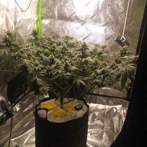 Pineapple Express growlog timeline photo