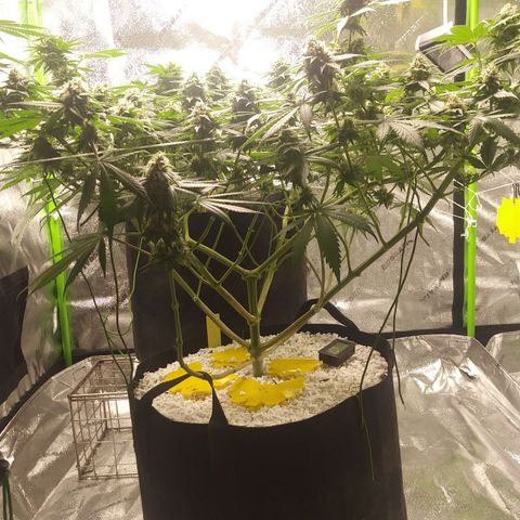 Pineapple Express growlog timeline photo