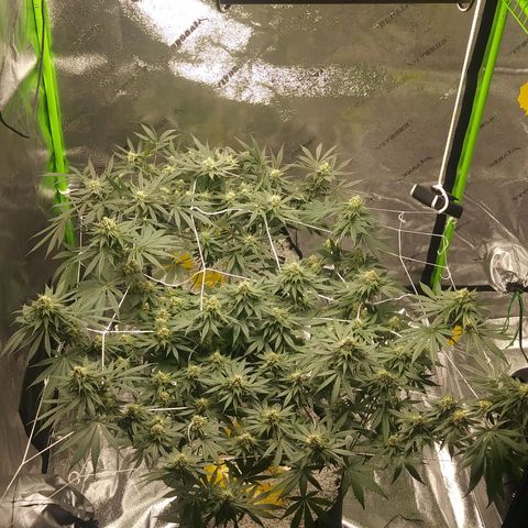 Pineapple Express growlog timeline photo