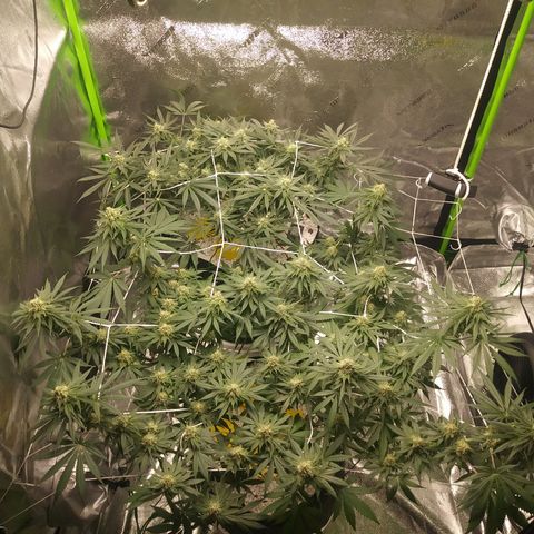 Pineapple Express growlog timeline photo