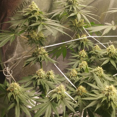 Pineapple Express growlog timeline photo