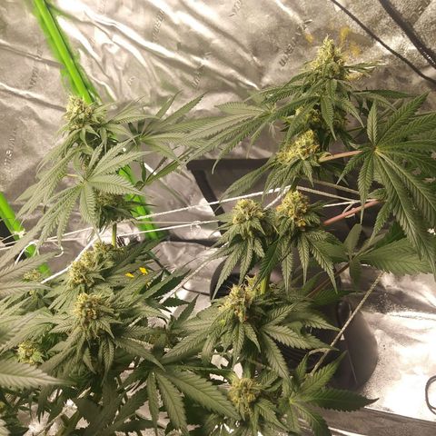 Pineapple Express growlog timeline photo
