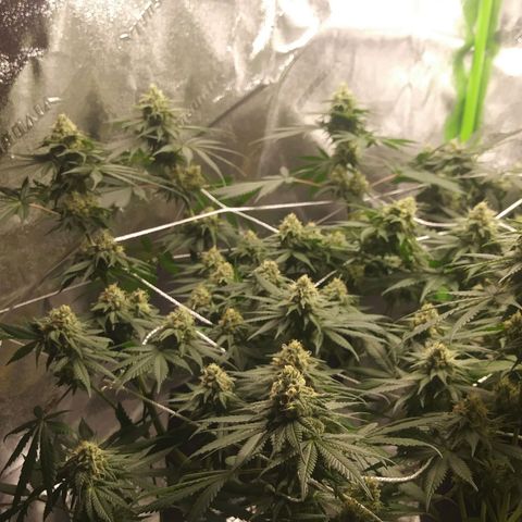 Pineapple Express growlog timeline photo