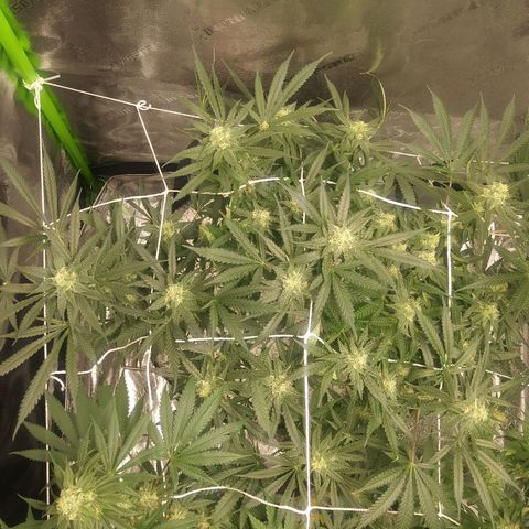 Green Cush growlog timeline photo