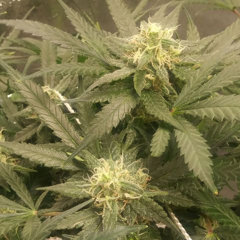 Green Cush growlog timeline photo