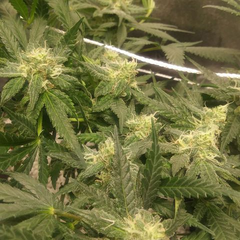 Green Cush growlog timeline photo