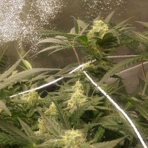Green Cush growlog timeline photo
