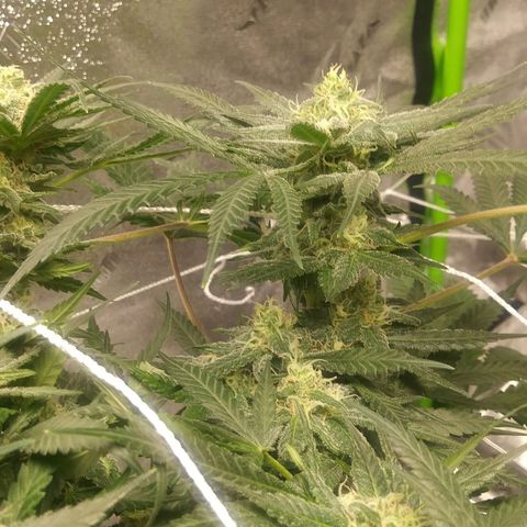 Green Cush growlog timeline photo