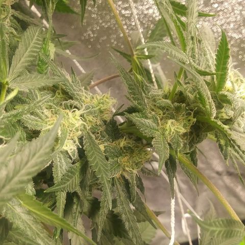 Green Cush growlog timeline photo