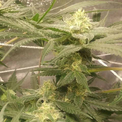 Green Cush growlog timeline photo