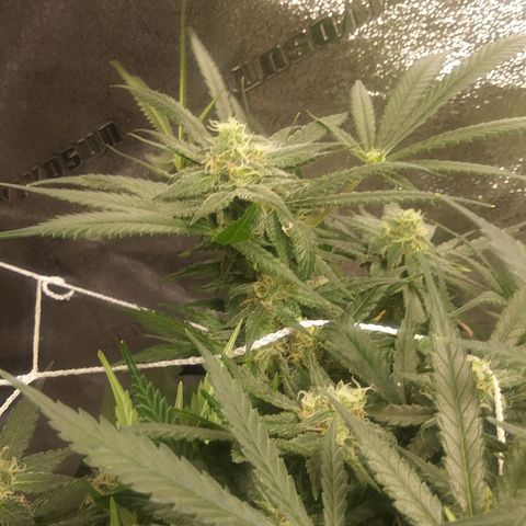 Green Cush growlog timeline photo