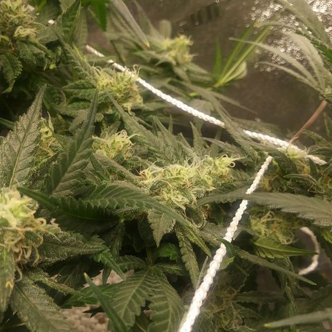 Green Cush growlog timeline photo