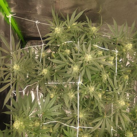 Green Cush growlog timeline photo