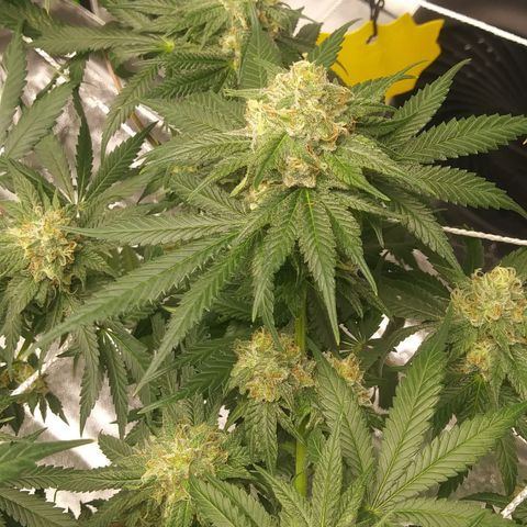 Pineapple Express growlog timeline photo