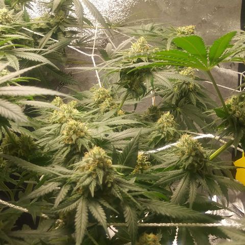 Pineapple Express growlog timeline photo