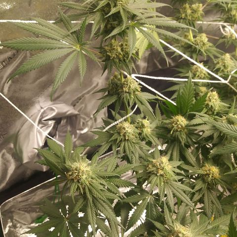 Pineapple Express growlog timeline photo