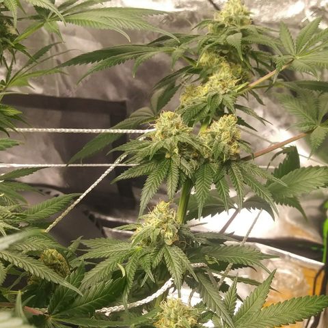 Pineapple Express growlog timeline photo