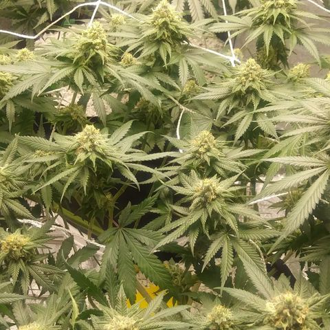 Pineapple Express growlog timeline photo
