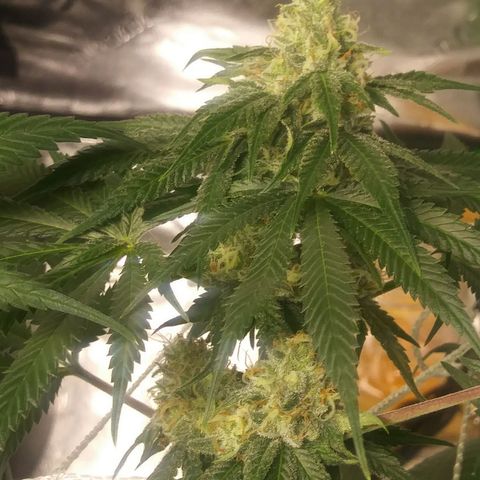 Pineapple Express growlog timeline photo
