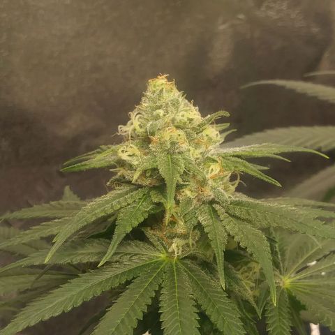 Pineapple Express growlog timeline photo