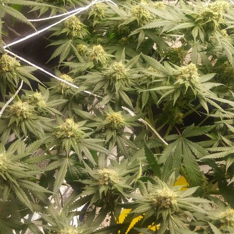 Pineapple Express growlog timeline photo