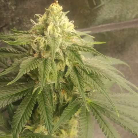 Pineapple Express growlog timeline photo