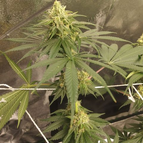 Pineapple Express growlog timeline photo