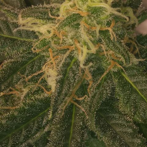 Green Cush growlog timeline photo
