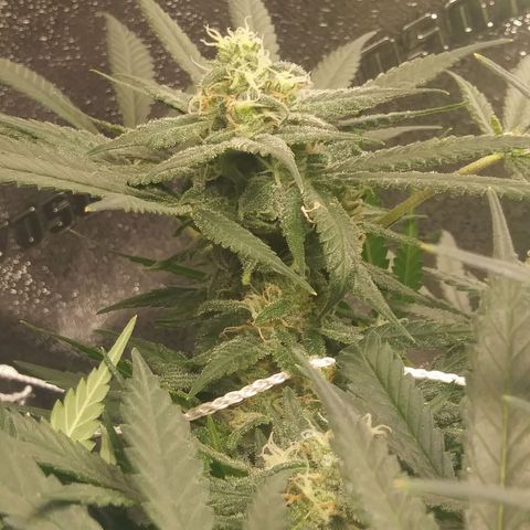Green Cush growlog timeline photo