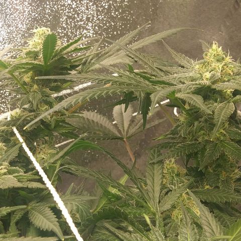 Green Cush growlog timeline photo