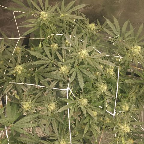 Green Cush growlog timeline photo