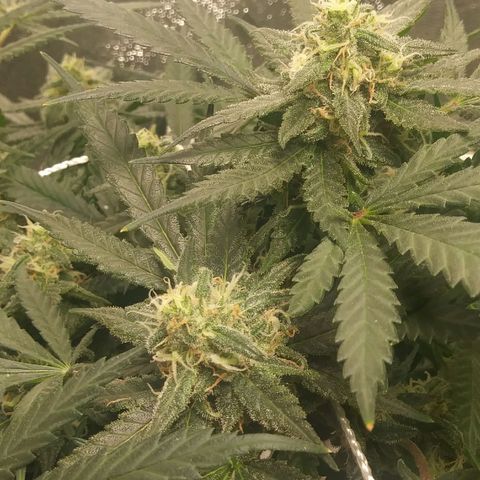 Green Cush growlog timeline photo
