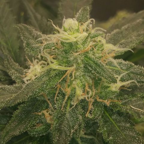 Green Cush growlog timeline photo