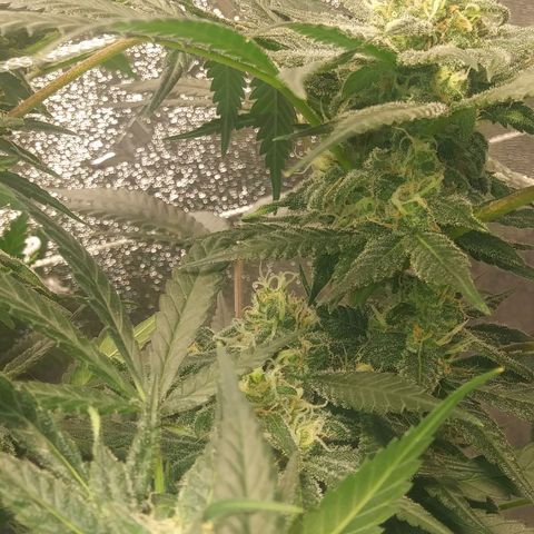 Green Cush growlog timeline photo