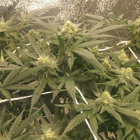 Green Cush growlog timeline photo