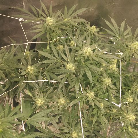 Green Cush growlog timeline photo