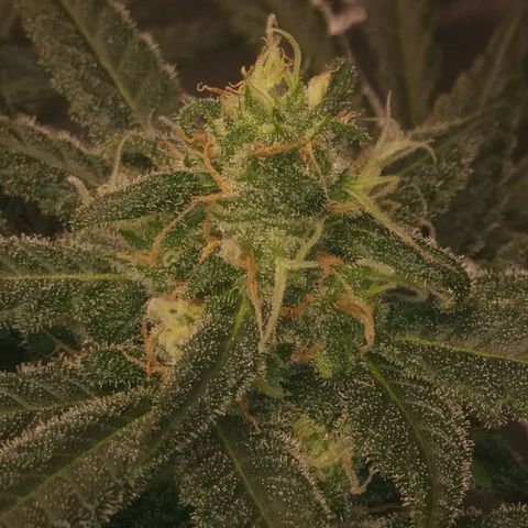 Green Cush growlog timeline photo