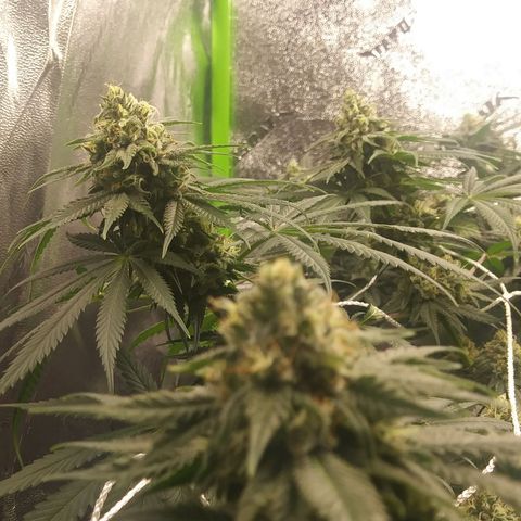 Pineapple Express growlog timeline photo