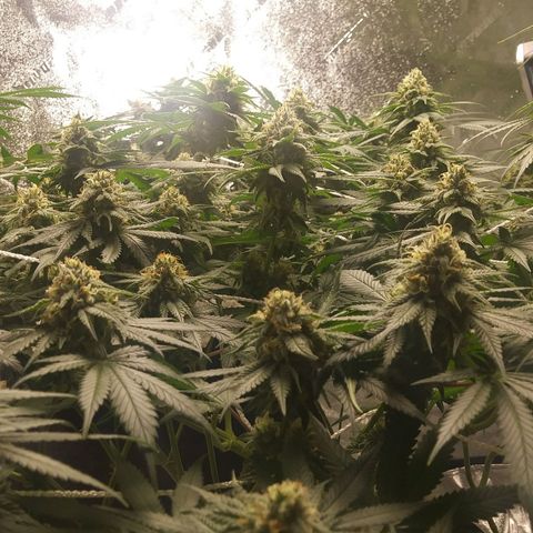 Pineapple Express growlog timeline photo
