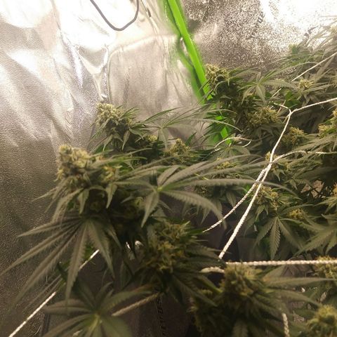 Pineapple Express growlog timeline photo