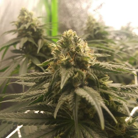 Pineapple Express growlog timeline photo
