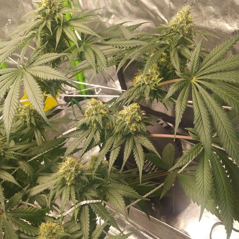 Pineapple Express growlog timeline photo